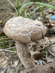 Agaricomycetidae