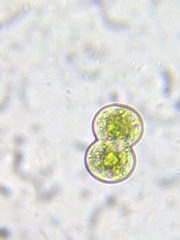 Cosmarium contractum