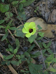 Pavonia cancellata
