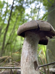 Agaricomycetidae