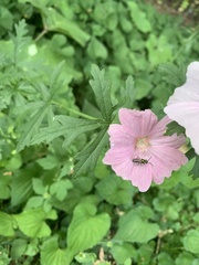 Malva alcea
