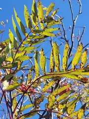 Sorbus americana