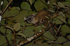 Arctogalidia trivirgata