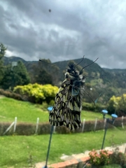 Catasticta semiramis