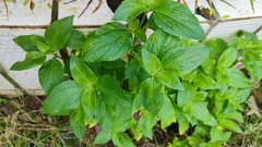 Synedrella nodiflora