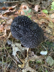 Strobilomyces