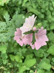 Malva alcea
