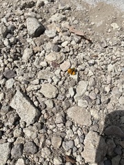 Copaeodes aurantiaca