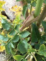 Angelica roseana