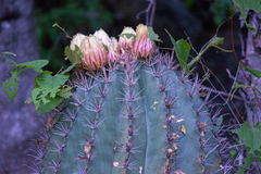 Ferocactus townsendianus