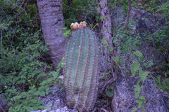 Ferocactus townsendianus