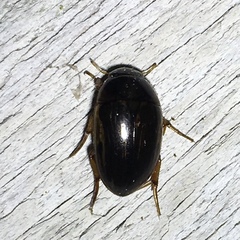 Tropisternus collaris