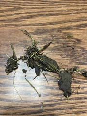 Eleocharis quinqueflora