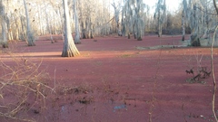 Azolla