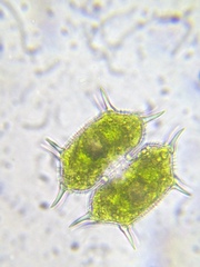 Xanthidium antilopaeum