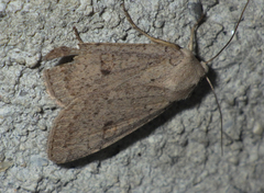 Xestia castanea