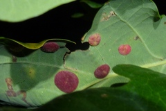 Neuroterus quercusbaccarum