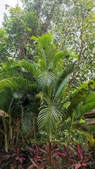 Dypsis lutescens