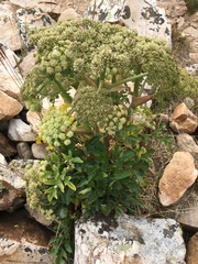 Angelica roseana