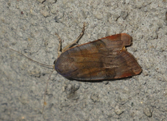 Noctua janthina