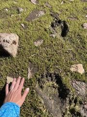 Eleocharis quinqueflora