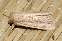 Mythimna congrua