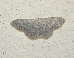 Scopula marginepunctata