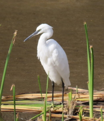 Egretta garzetta