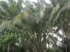 Elaeis guineensis