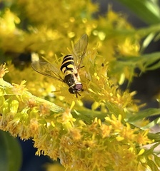 Syrphus