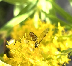 Syrphus