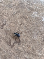 Scaphinotus angusticollis