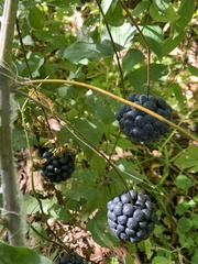 Smilax lasioneura