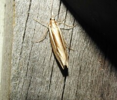 Orocrambus ramosellus