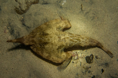Ogcocephalus cubifrons