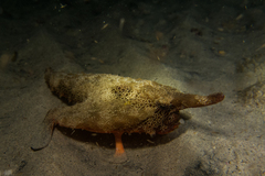 Ogcocephalus cubifrons