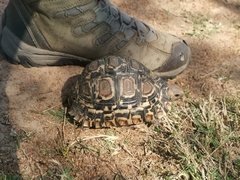Stigmochelys pardalis