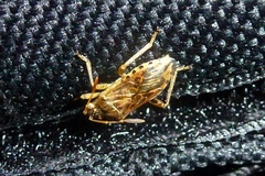 Stictopleurus abutilon