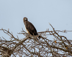 Polemaetus bellicosus