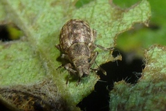 Strophosoma capitatum