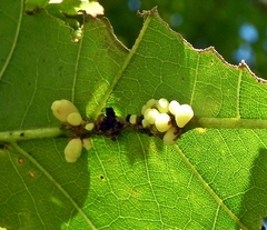Kokkocynips decidua