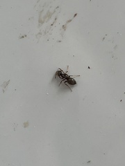 Lasius