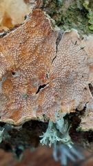 Byssomerulius corium