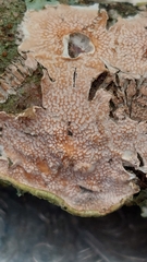 Byssomerulius corium
