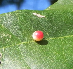 Zopheroteras sphaerula