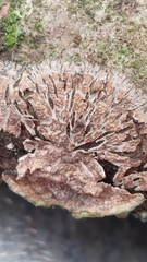 Byssomerulius corium