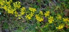 Solidago erecta