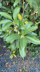 Osmanthus fragrans