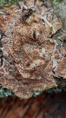Byssomerulius corium