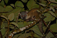 Arctogalidia trivirgata